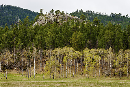 Black Hills Landscape in Spring, SD